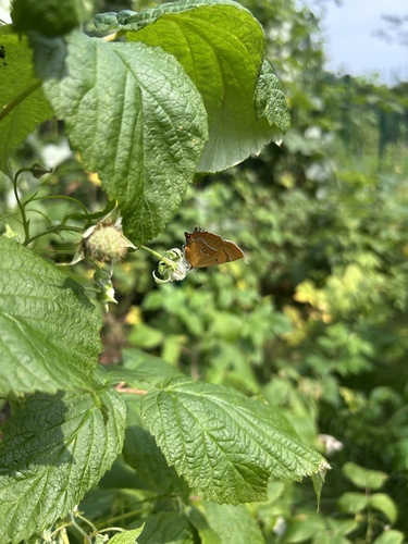 Brown Hairstreak