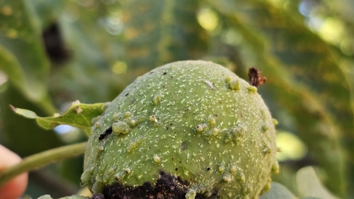 walnut leaf gall mite