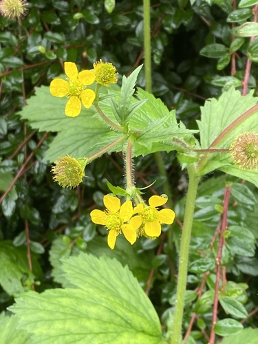 Large-leaved Avens
