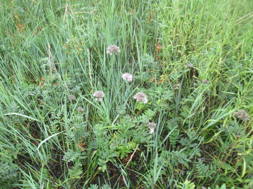 Allium splendens, photograph 6