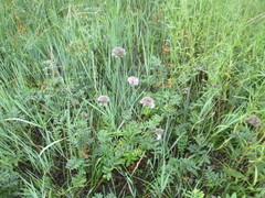Allium splendens, photograph author not stated, no rights reserved
