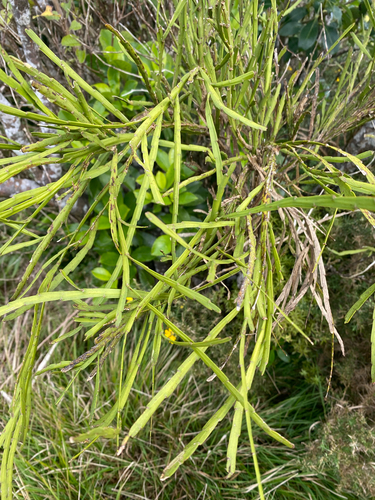 Carmichaelia australis observed 2026-08-16