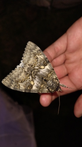 Blue Underwing
