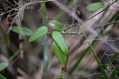 (c) Bryce Watts-Parker, some rights reserved (CC BY) Smilax glyciphylla, photograph (c) Bryce Watts-Parker, some rights reserved (CC BY)
