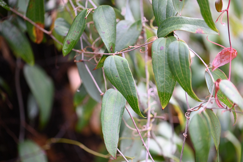 Smilax glyciphylla, photograph 3