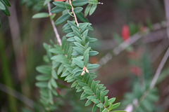 Melaleuca hypericifolia, photograph (c) Bryce Watts-Parker, some rights reserved (CC BY)