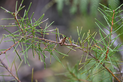 Hakea teretifolia, photograph 2