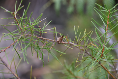 (c) Bryce Watts-Parker, some rights reserved (CC BY) Hakea teretifolia, photograph (c) Bryce Watts-Parker, some rights reserved (CC BY)