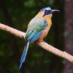 Momotus subrufescens