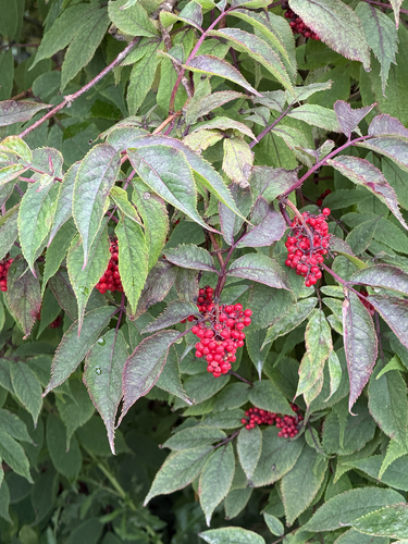 red-berried elder