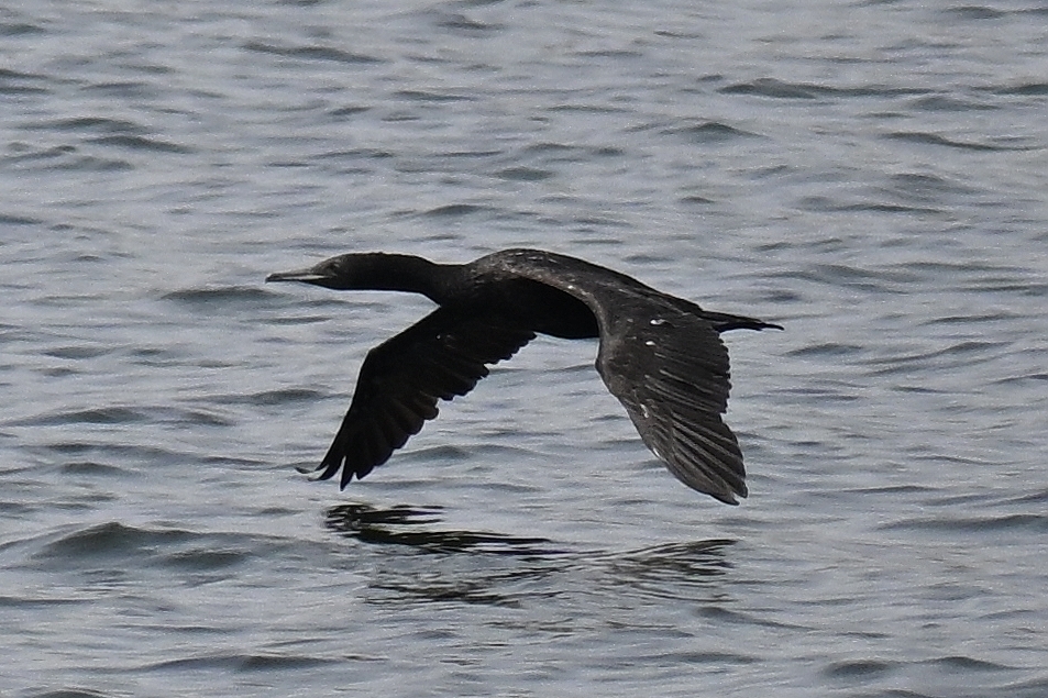 Dark cormorant flying low over grey water with its wings spread
