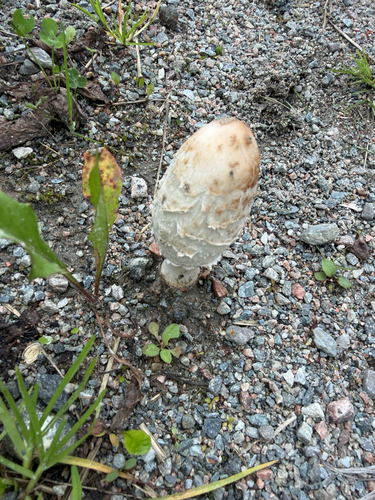 Shaggy Mane