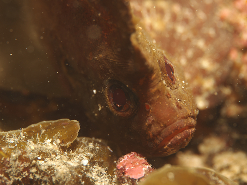 Ablabys taenianotus observed 2026-08-16