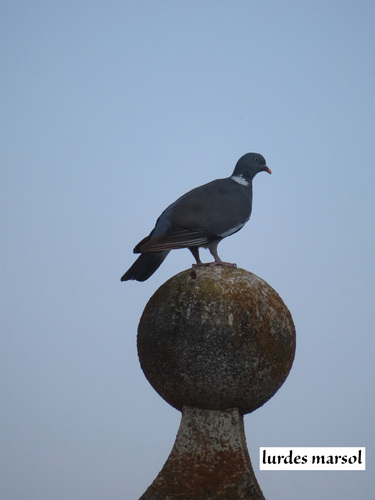 Common Wood-Pigeon
