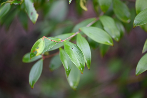 Trochocarpa laurina, photograph 6