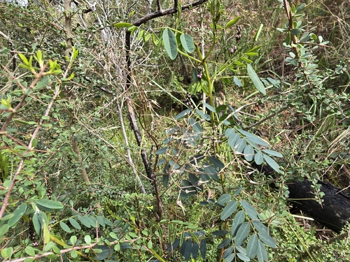 Australian Indigo