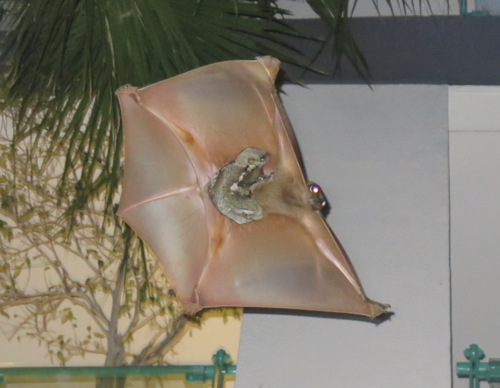 Sunda Colugo, Bukit Panjang, Singapore, photo 7 of 10