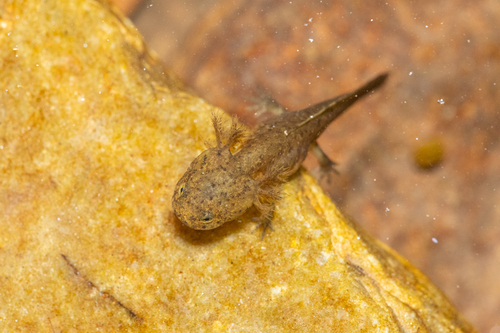 Gensan Salamander