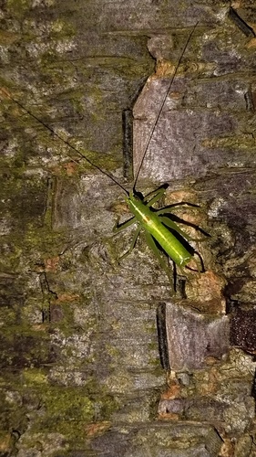 Southern Oak Bush-cricket