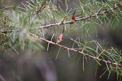 (c) Bryce Watts-Parker, some rights reserved (CC BY) Hakea teretifolia, photograph (c) Bryce Watts-Parker, some rights reserved (CC BY)