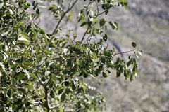Celtis caucasica