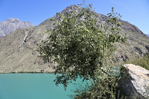 Celtis caucasica, photograph 1