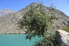 Celtis caucasica, photograph (c) Dr. Alexey Yakovlev, some rights reserved (CC BY)