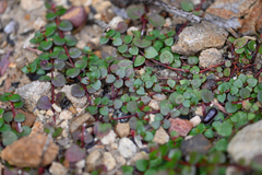 Gonocarpus micranthus, photograph (c) Bryce Watts-Parker, some rights reserved (CC BY)