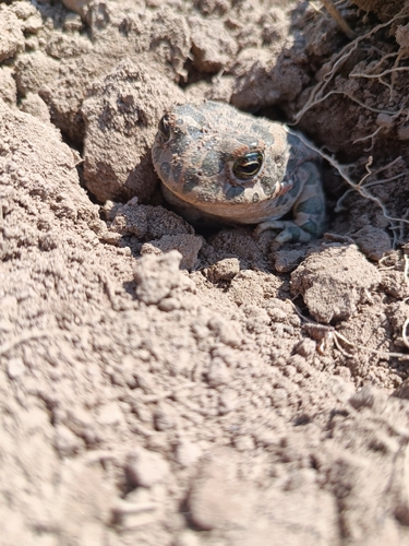 Green Toad