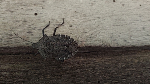 Mediterranean Spiny Stink Bug