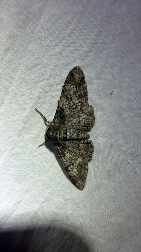 Peppered Moth