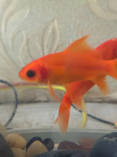 Goldfish