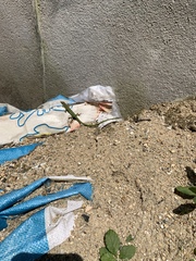 Takydromus sylvaticus