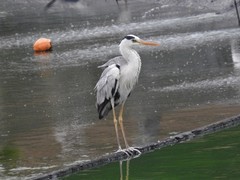 Ardea cinerea