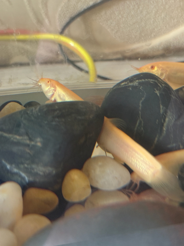 Large-scale Loach