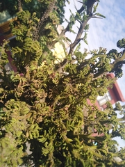 Vachellia schaffneri