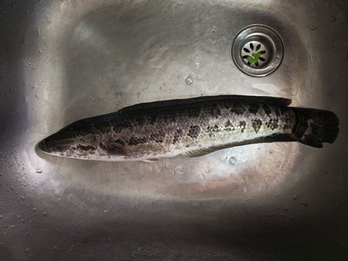Channa maculata observed 2026-08-15