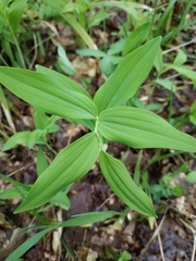 Polygonatum odoratum