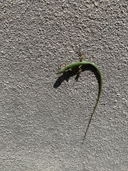 Takydromus sylvaticus