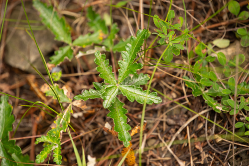 Potentilla betonicifolia