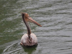 Pelecanus philippensis