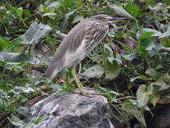 Ardeola grayii