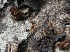 Nasutitermes corniger