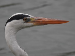Ardea cinerea