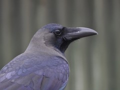 Corvus splendens