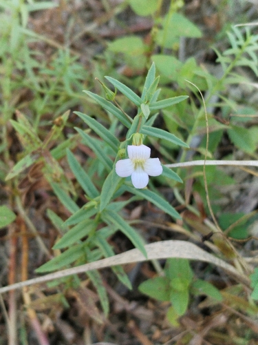 Gratiola officinalis, photograph 3