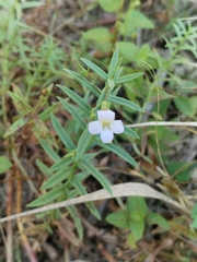 Gratiola officinalis, photograph (c) Dino Babić, some rights reserved (CC BY)