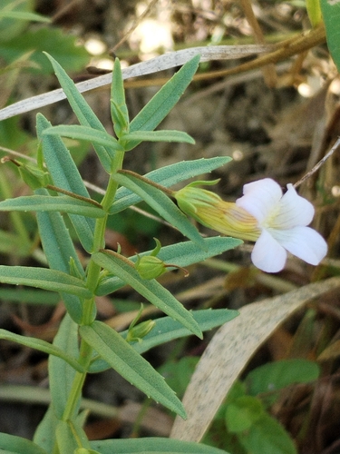 Gratiola officinalis, photograph 4