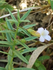 Gratiola officinalis, photograph (c) Dino Babić, some rights reserved (CC BY)