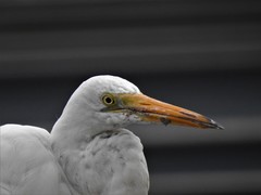 Ardea alba